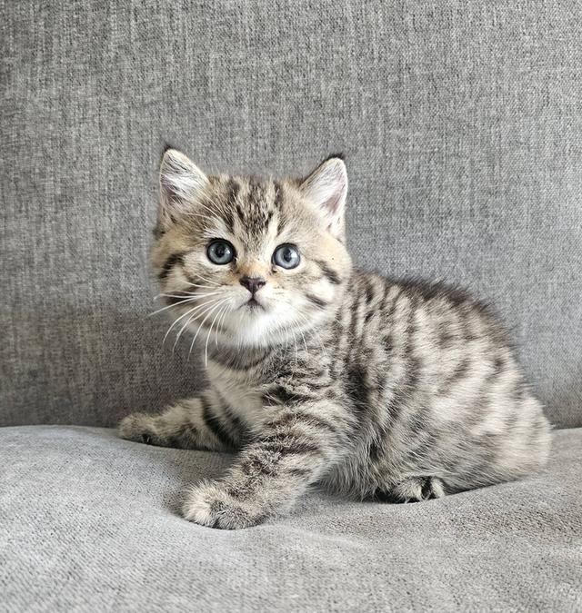 สก็อตติชโฟลด์ เสือสาว 10