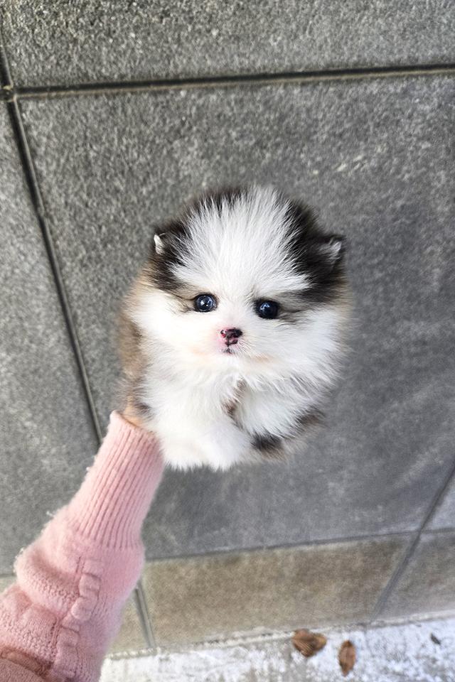 ขายลูกสุนัข Pomsky แท้ นำเข้าจากเกาหลี หน้าหมี น่ารักมาก หายากในไทย รูปที่ 7