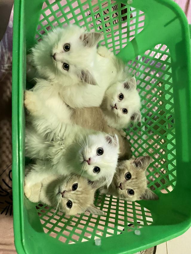 แมวสก็อตติชแท้ ตัวล่ะ1,500งดต่อ