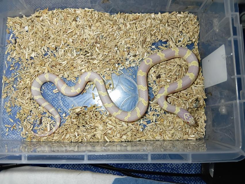 Albino california king snake รูปที่ 1