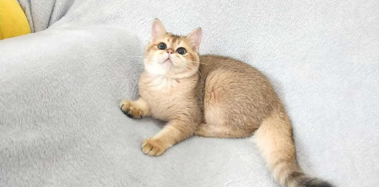 British Shorthair BOY