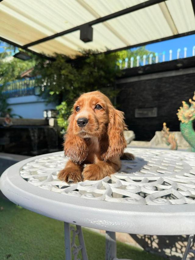 Cocker Spaniel Puppies For SalE รูปที่ 2