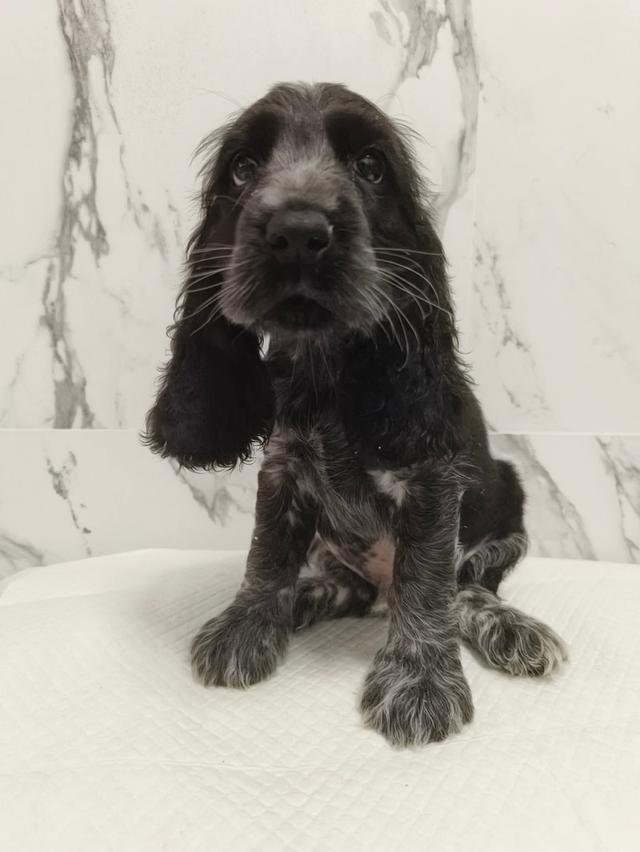 ลูกสุนัขพันธุ์อิงลิชค็อกเกอร์สเปเนียล 7