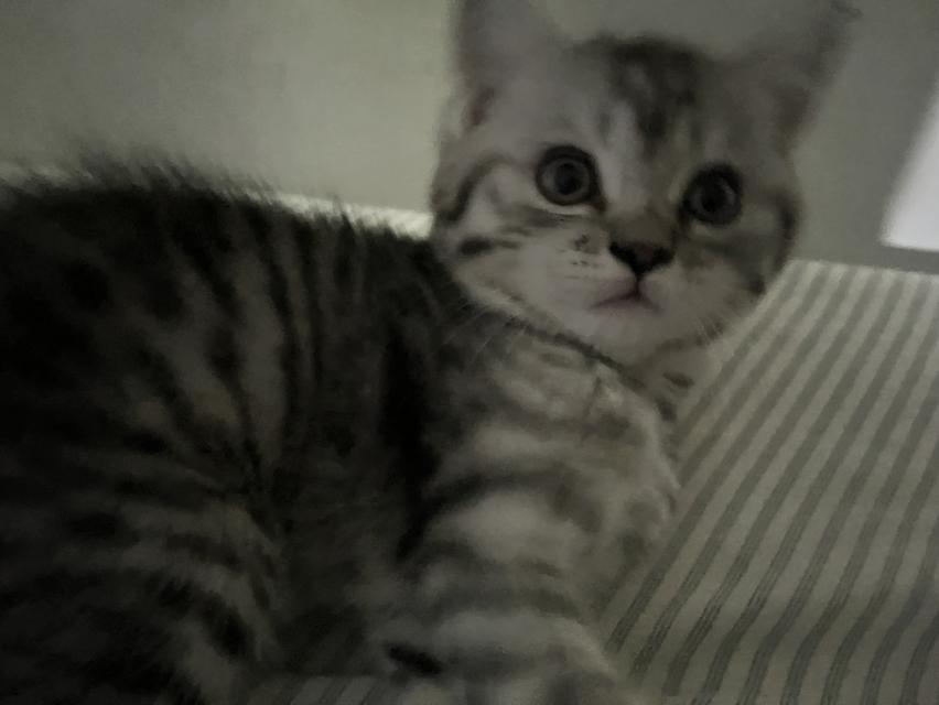 น้องแมว 3