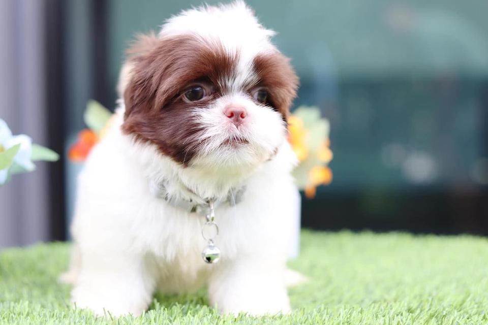 Shih Tzu Puppies WhatsApp me : +66 63 826 3042