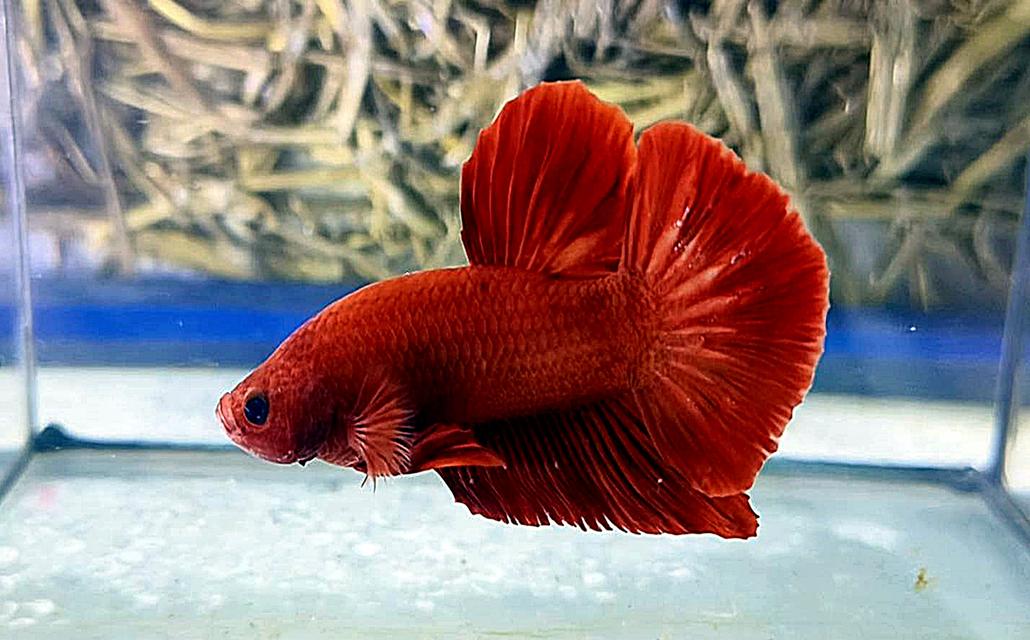 ปลากัดซูเปอร์เรด (Super Red)