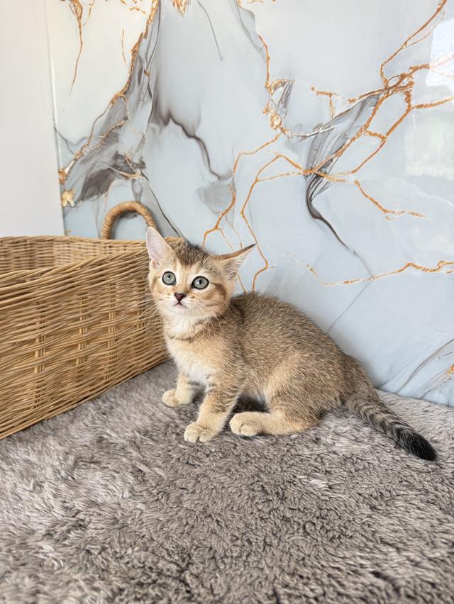 ลูกแมวพันธุ์บริติชแท้ รูปที่ 3