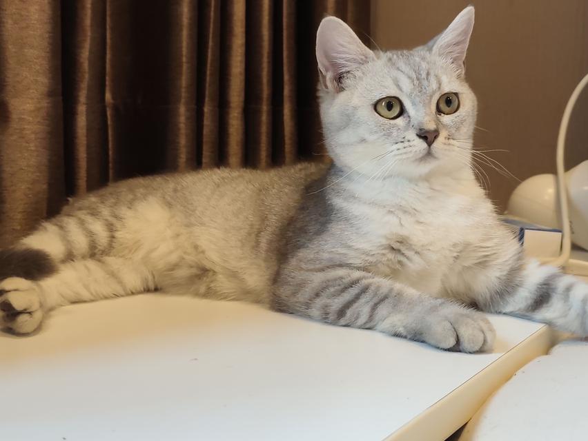 หาบ้าน แมวสก็อตติชโฟล์ด ผญ