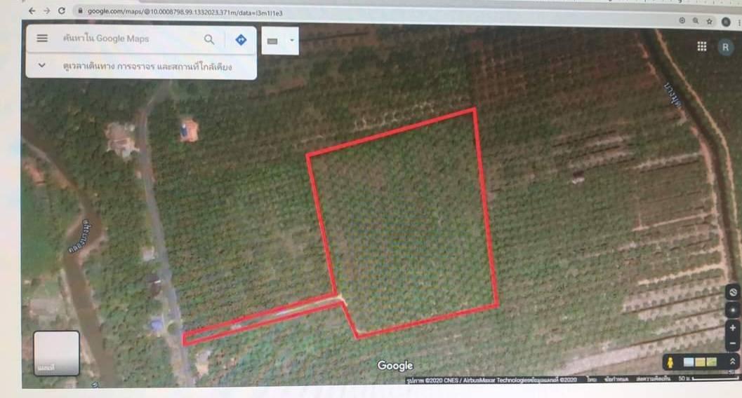 ที่ดิน สวนปาล์มน้ำมัน ต.บางน้ำจืด อ.หลังสวน จ.ชุมพร โฉนด พร้อมโอน 1