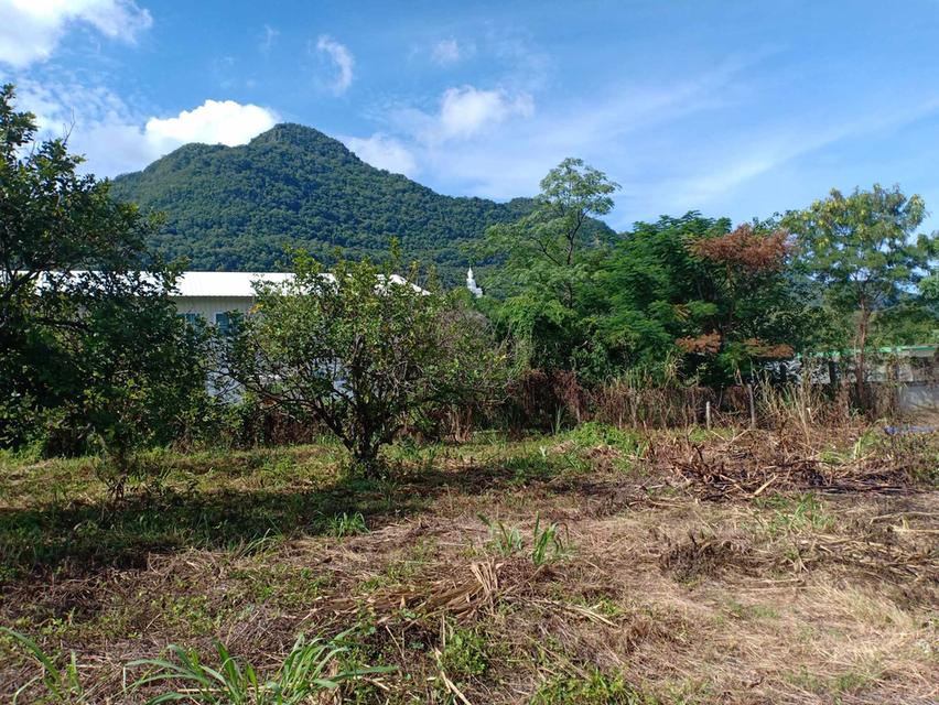 ที่ดิน2ไร่ โฉนดครุฑแดง เขาใหญ่ปากช่อง 8