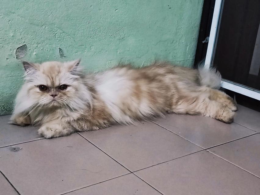 Persian big femal cat
