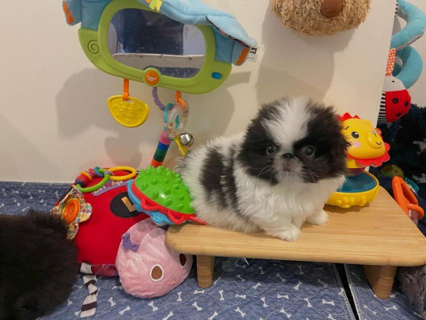 Pekingese Puppies  WhatsApp me : ( +63 985 762 7466 ) 2