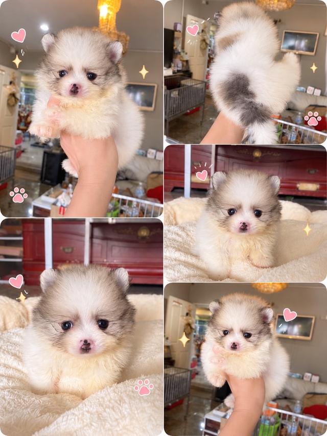 ลูกปอมเมอเรเนียนแท้ มีบริการจัดส่งทั่วประเทศ รูปที่ 10