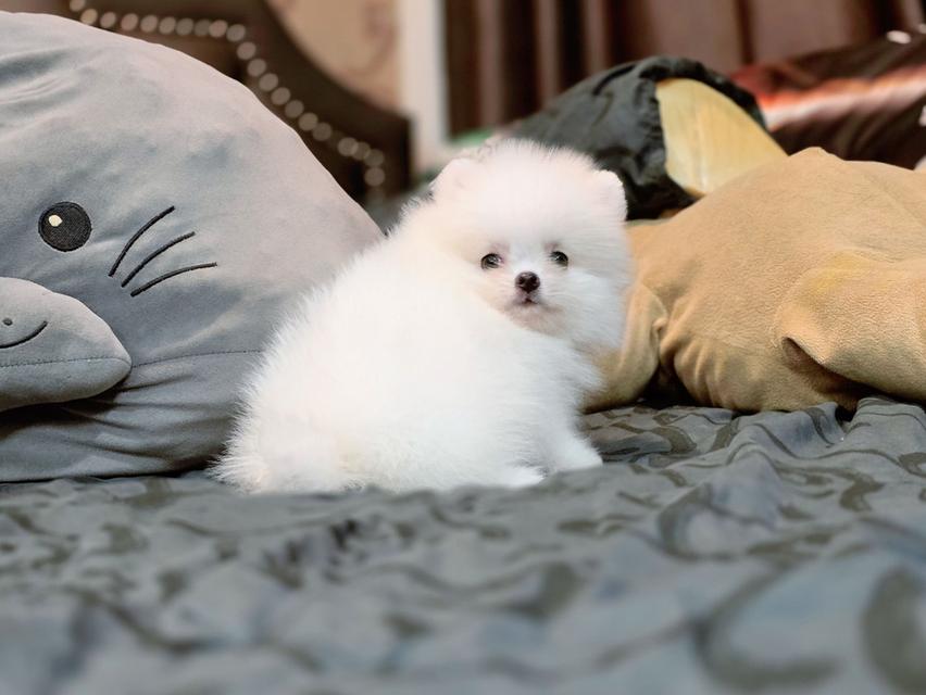 ปอมเมอเรเนียนแท้ เพศเมีย สีขาวล้วน รูปที่ 10