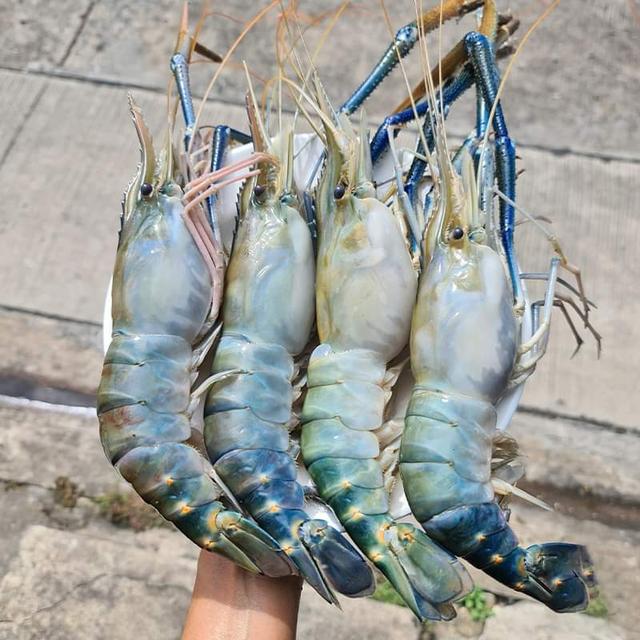 กุ้งแม่น้ำตัวใหญ่ๆ 3