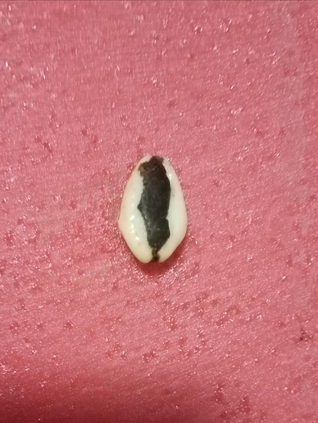 เบี้ยจั่นวัดนางใน