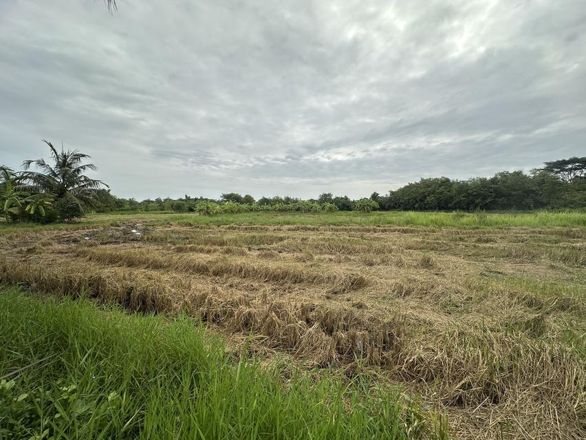 ขายที่ดิน เนื้อที่ 4ไร่ ต.เกาะพลับพลา อ.เมือง จ.ราชบุรี 7