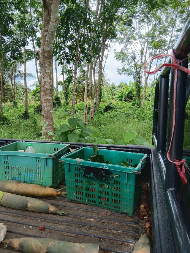 ที่ดิน สวนยางพร้อมกรีด จำนวน 10 ไร่ 1