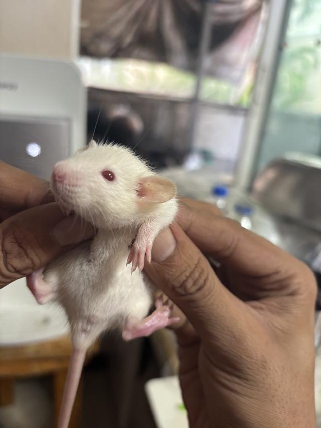 น้องหนูดัมโบ้ตัวละ300