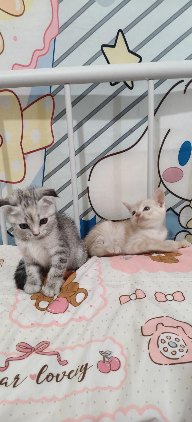 สก้อตติชอเมริกันช๊อตแฮร์ รูปที่ 4