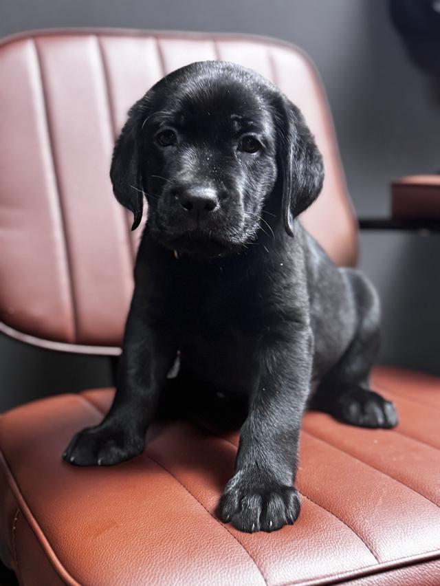 เปิดจองตัว Labrador สายเลือดแชมป์ 5