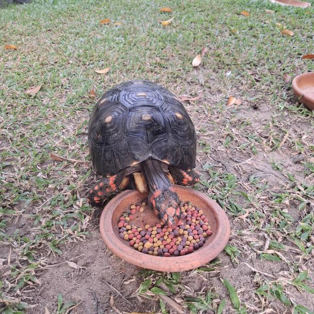 ผมคือเต่าเชอรี่เฮดหัวแดงหล่อๆ