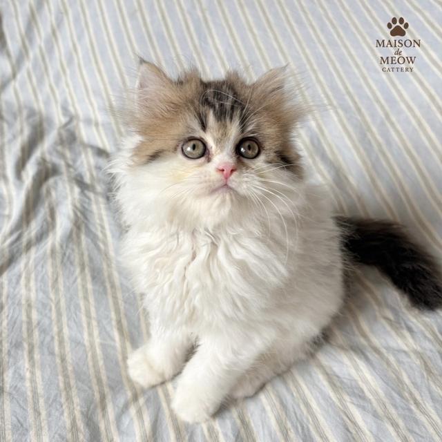 ❌🏠ได้บ้านแล้ว เปอร์เซียแท้ สามสี 9