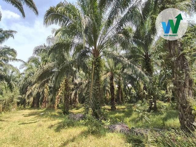 ประกาศขายที่ดินพร้อมสวนปาล์มน้ำมันแปลงใหญ่ติดถนนสามแยกบ่อทราย-แหลมโตนดในอำเภอป่าพะยอม 4