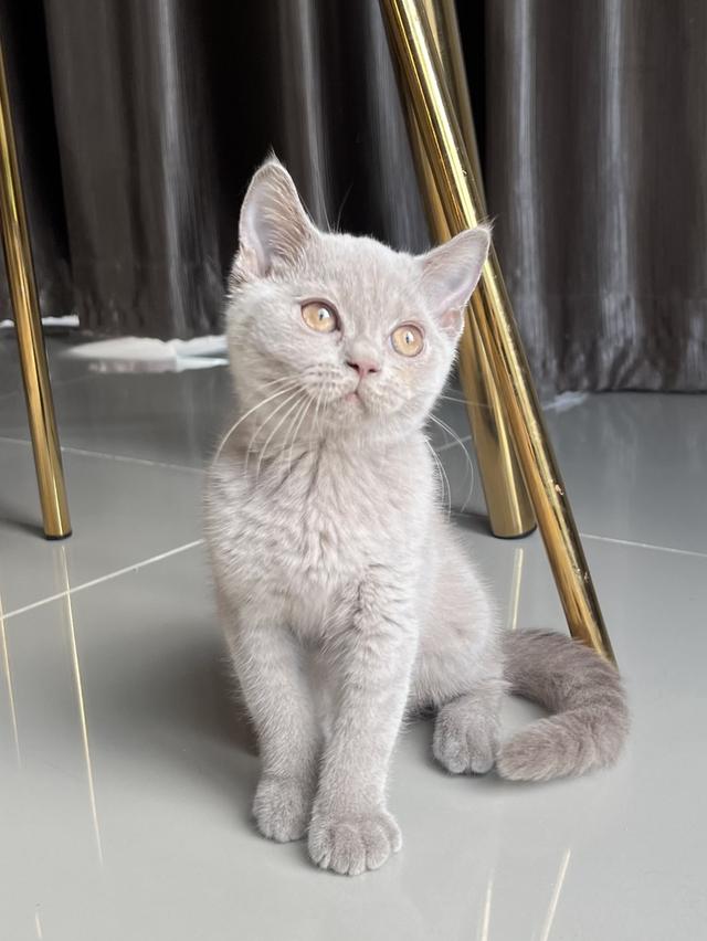 ลูกแมว บริติช ช็อตแฮร์ เพศเมีย พ่อแม่นำเข้า