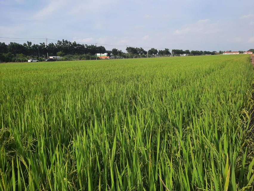 ขายที่ดิน 15 ไร่ ลำลูกกา ปทุมธานี 4