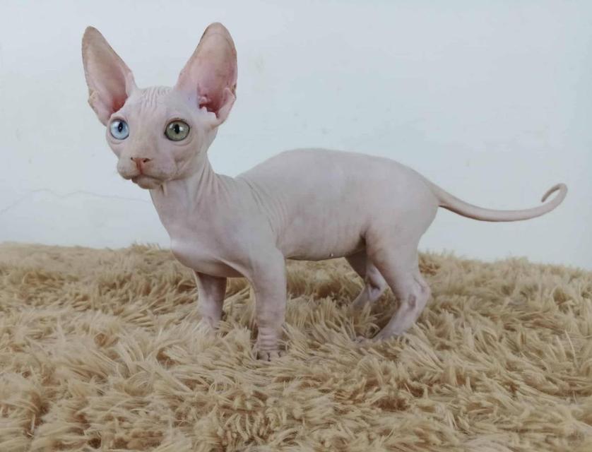 34.แมวแบมบิโน่/เพศผู้ Bambino Cat/Male  ตาสองสี/Odd-eyed 6