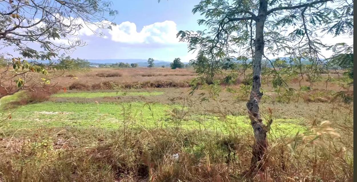 ที่ดิน 6 ไร่ อ.เมือง จ.เชียงราย 3