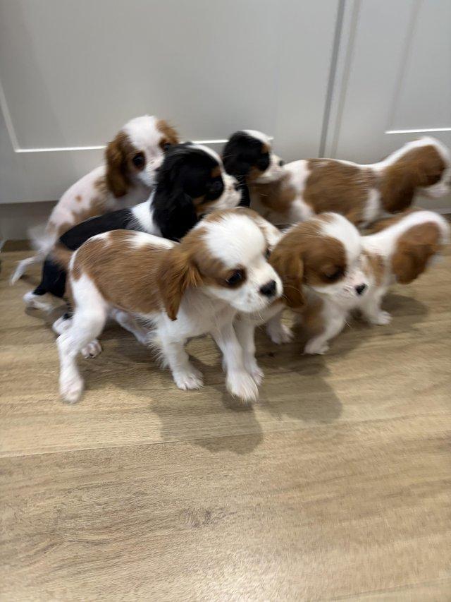 Cavalier King Charles Spaniel puppies for Sale รูปที่ 3