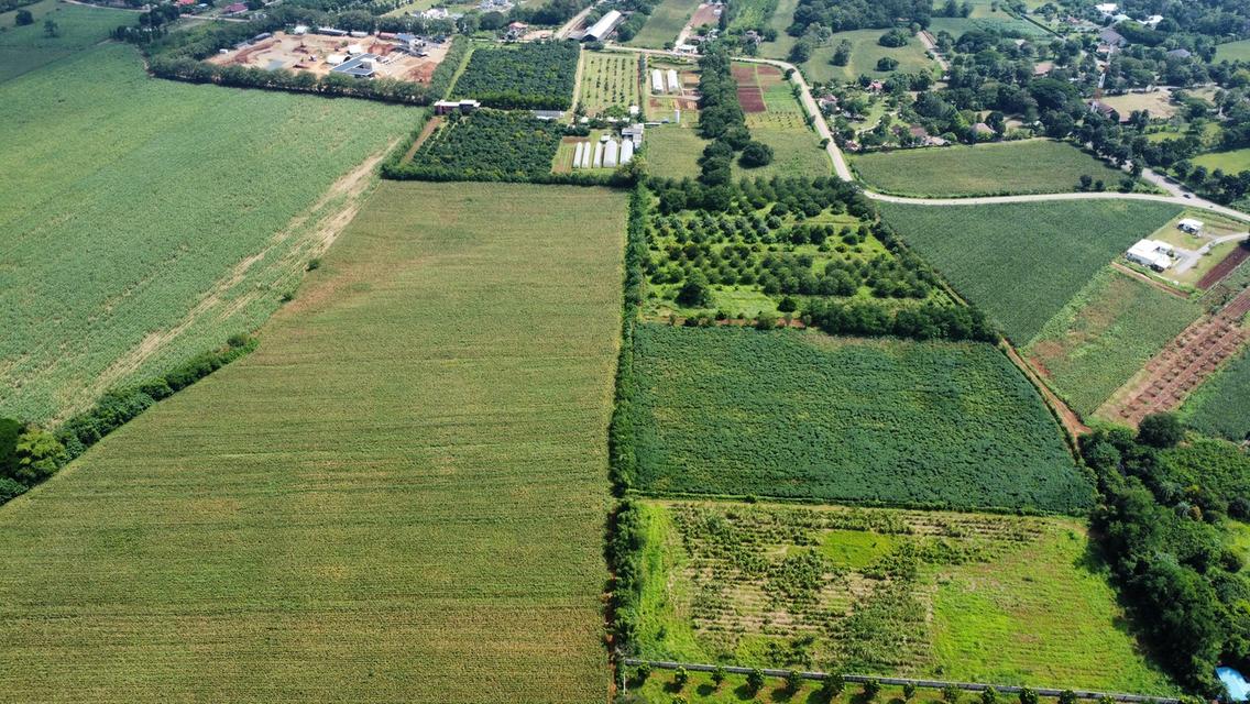 ขายที่ดิน เขาใหญ่ หมูสี วิวเขา 4