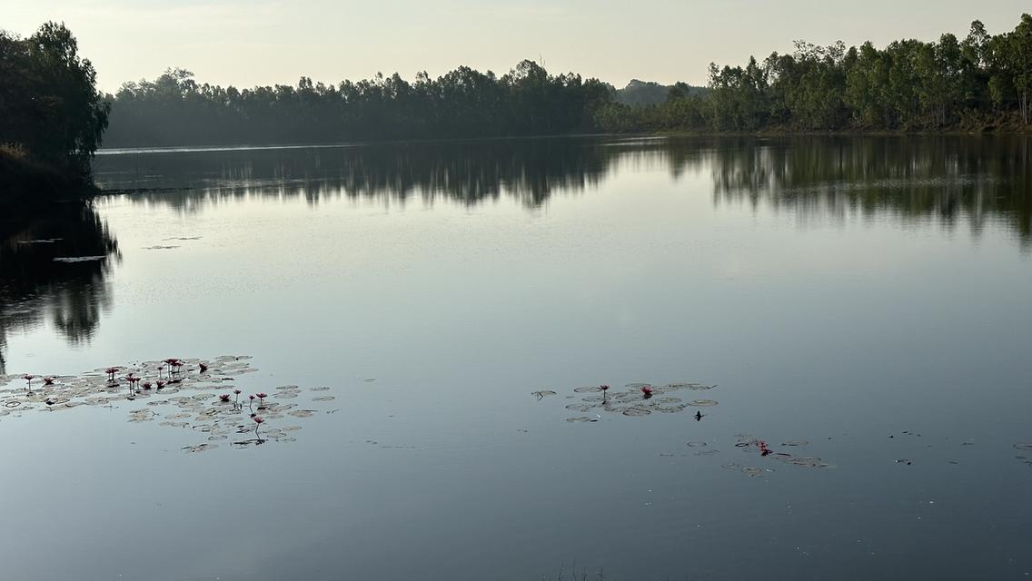 ที่สวยมาก 2ไร่ติดขอบคันอ่างเก็บน้ำลงแม่น้ำมูล ที่ดินหันหน้าหาน้ำ น้ำไฟสะดวก เหมาะทำบ้านสวน รีสอร์ท บ้านหลังเกษียณ หรือทำการเกษตรถนนปูนซ้ายขวาของที่ดิน 14