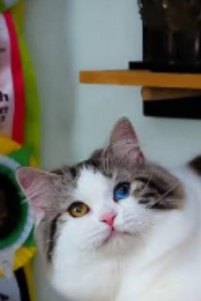 แมวสกอตติส โฟลด์ ตาสองสี 2