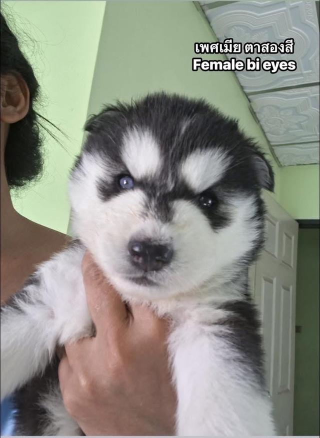 ไซบีเรียนวูดลี่โค้ช ชาย3หญิง1