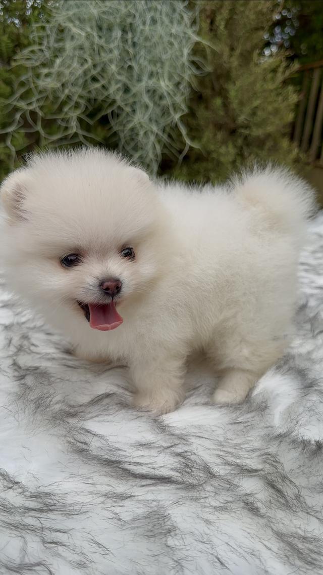 น้องหมาปอมทีคัพพาราจัดโปร