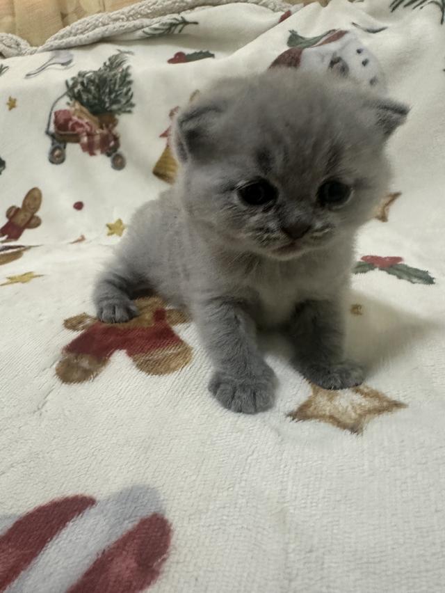 เปิดจอง ลูกแมว บริติช ชอร์ตแฮร์ (British Shorthair) รูปที่ 9