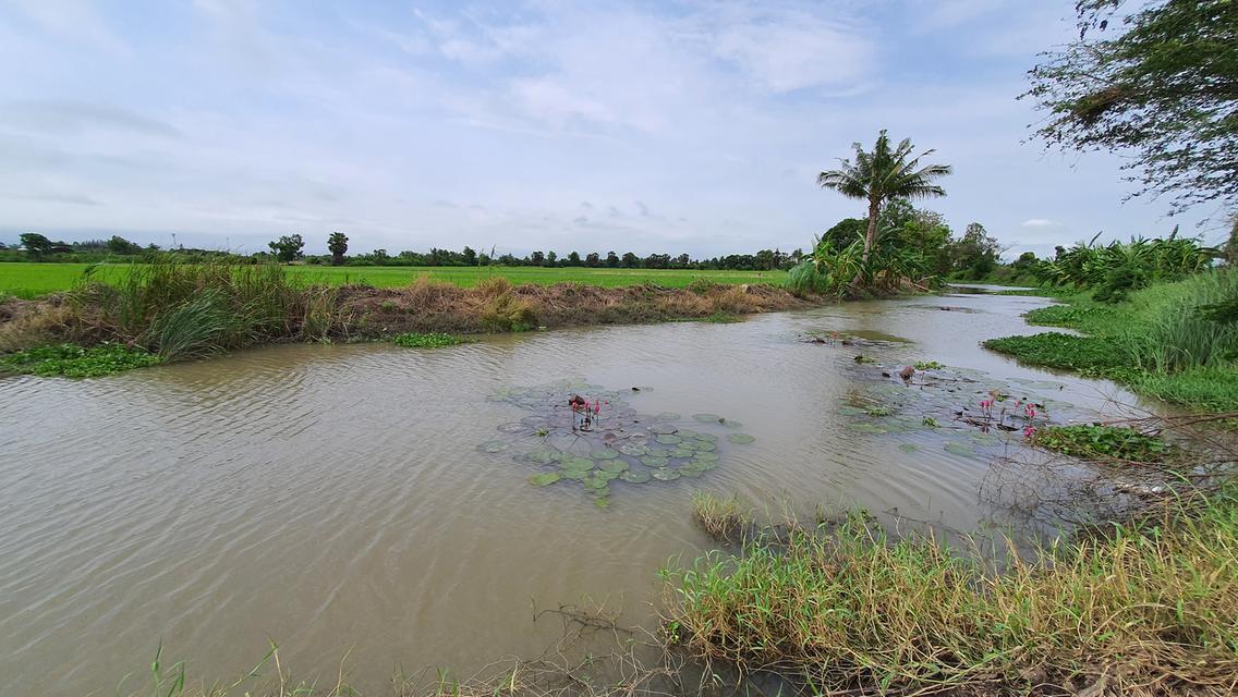 ฮวงจุ้ยดีเยี่ยมริมน้ำคลองธรรมชาติ  วิวท้องทุ่งแบบ 360 องศา แปลงเล็ก ราคาถูก ใกล้ ม.เกษตรกำแพงแสน 3