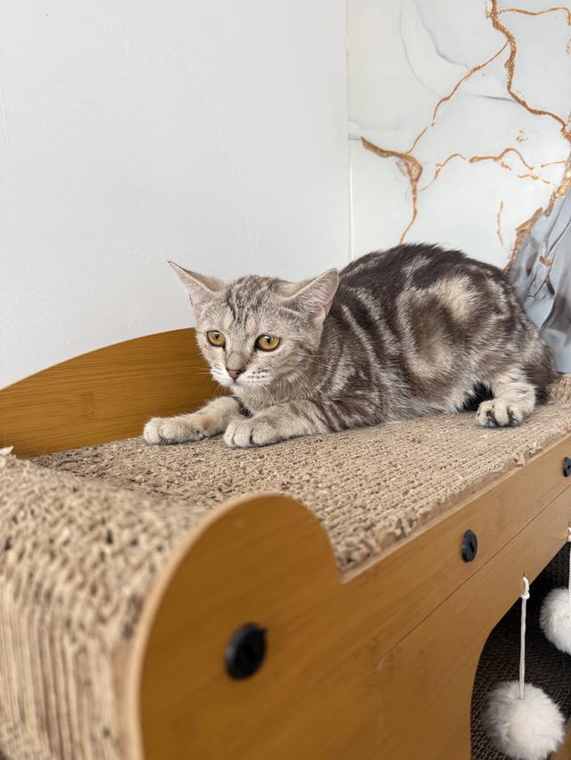 ลูกแมวอเมริกันช็อตแฮร์ รูปที่ 4