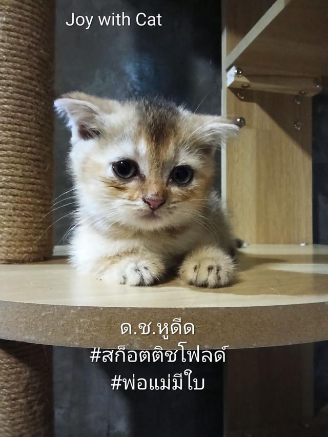 แมวหูพับ 2