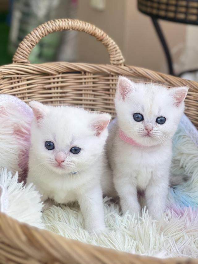 ดช.ดญ. สก็อตติชโฟล(สก็อต+บริติช)