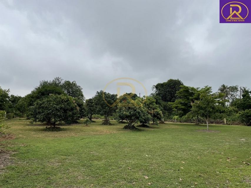 ขายบ้านสวน บ้านพัก 1-2-33 ไร่ พร้อมผลไม้ หลากหลายชนิด ทำเลดี เหมาะสำหรับพักผ่อน ต.บ้านสวน อ.เมืองชลบุรี จ.ชลบุรี 7