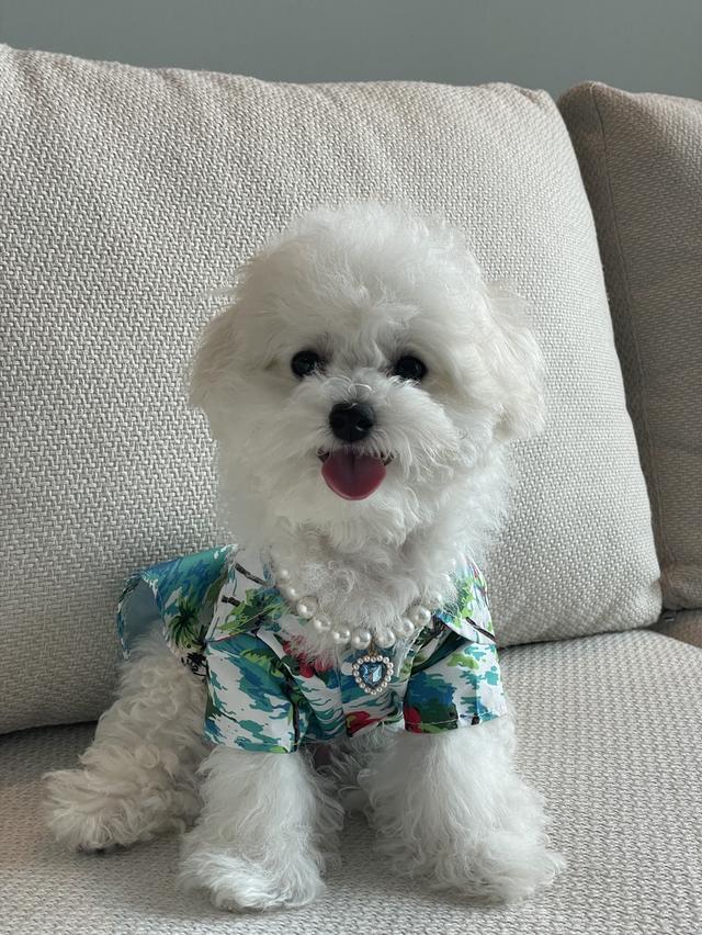ลูกบิชองฟริเซ่ (เด็กชายมันดู)