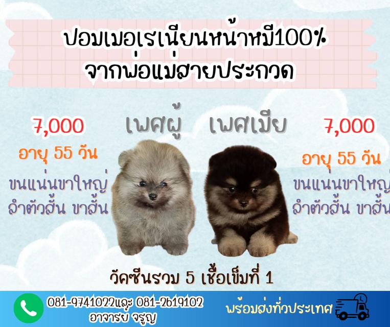 ลูกปอมฯพันธุ์แท้หน้าหมีสวยๆขนแน่นๆขาใหญ่ ลำตัวสั้น ขาสั้น จากพ่อแม่สายประกวด พร้อมส่งฉีดวัคซีนรวม 5 เชื้อเข็มที่ 1 ทักเป็นเจ้าของได้ตามเบอร์