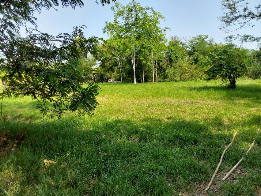 ที่ดินขอนแก่น 3 ไร่ 264ตร.วา 490,000บาท/ไร่ โซนท่าพระ-ดอนหัน อ.เมือง 2
