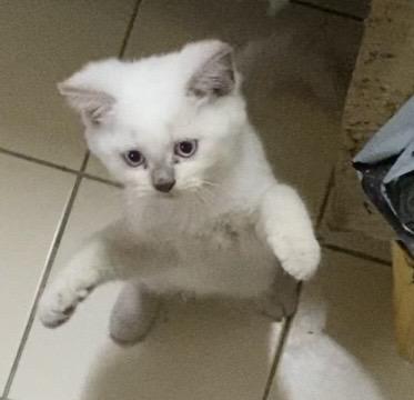 ลูกแมวพันธุ์บริติช ช็อตแฮร์