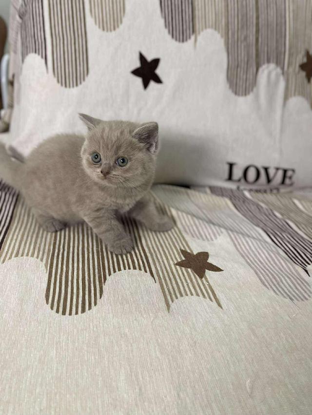 British Shorthair WCF