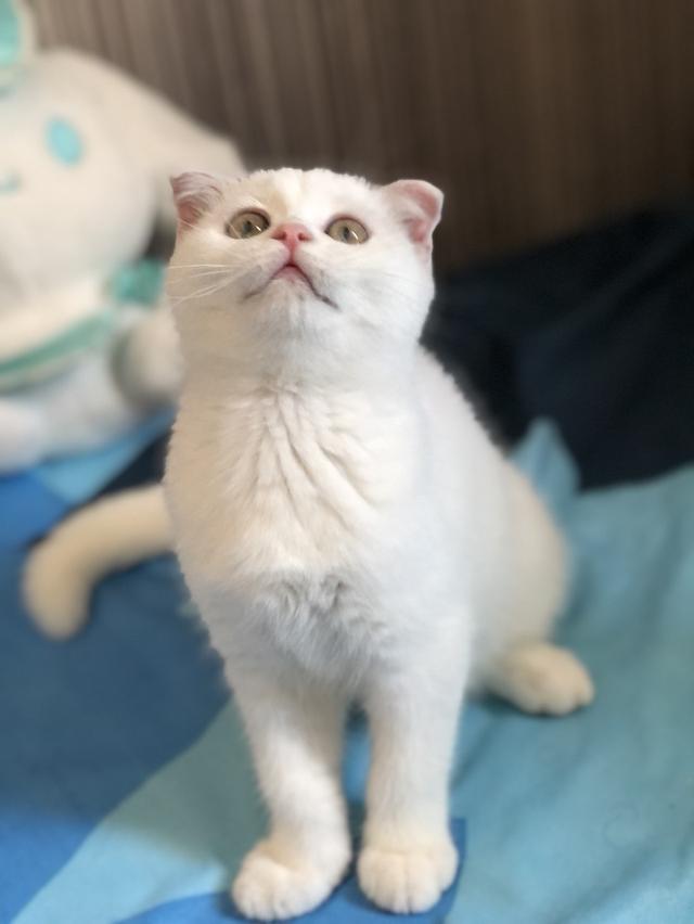 แมวสก๊อติช เด็กผู้หญิง2เดือนกว่า